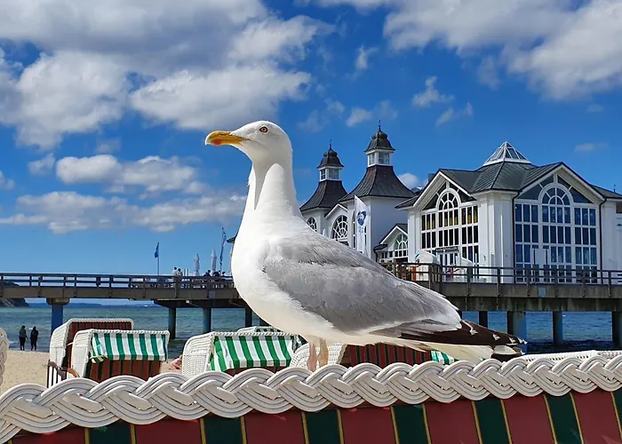 Inselliebe Ruegen Inkl Sauna Und 3h Taeglich Eintritt Ahoi Schwimmbad *
